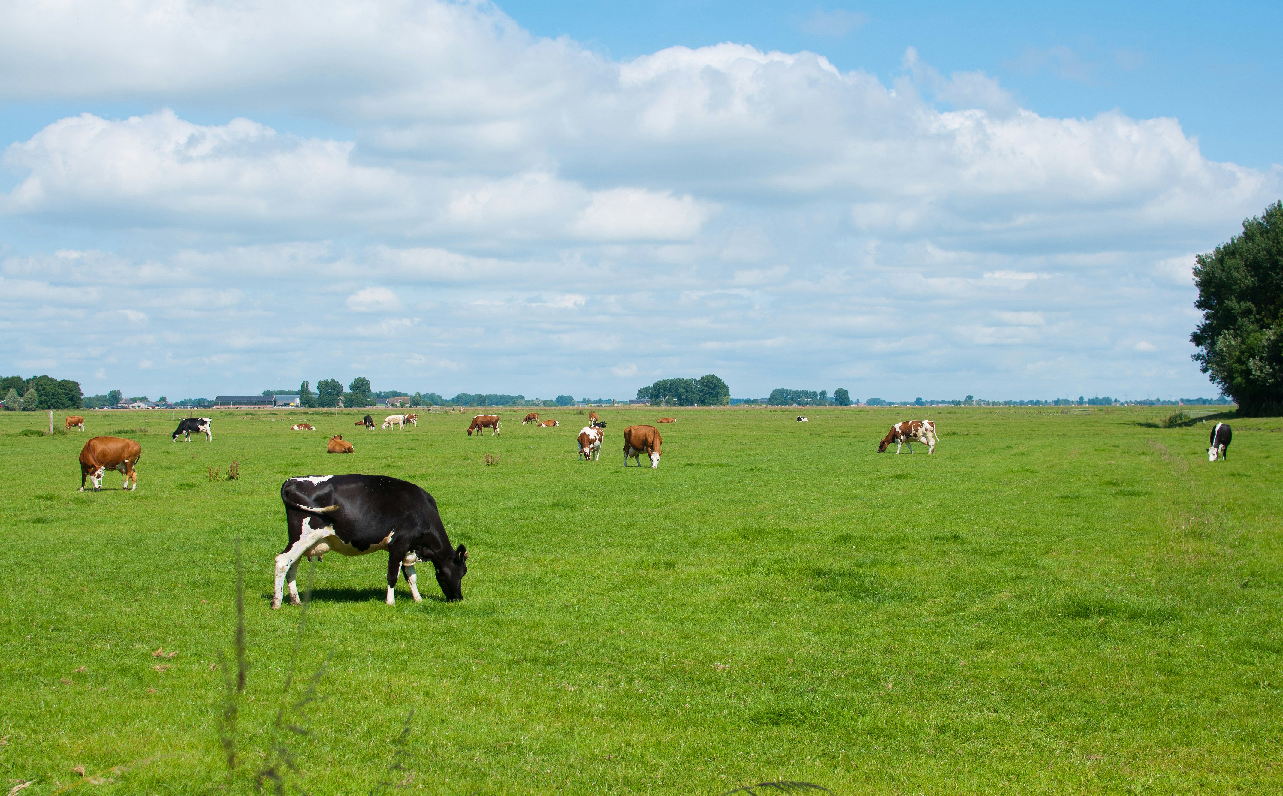 Sustainable Sourcing