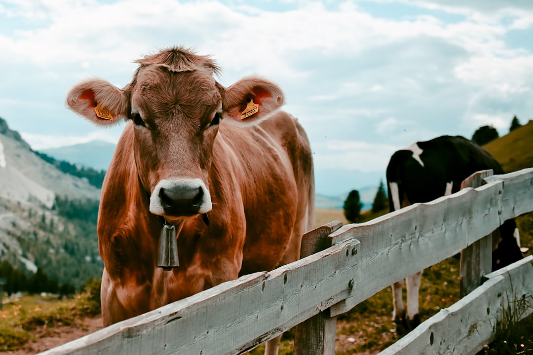 Pasture-raised cattle
